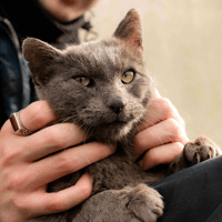 LUAN A17199, chat à adopter