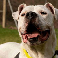 OLYMPE OAA19781, chien à adopter