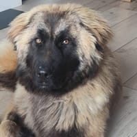 LYRA, chienne à adopter