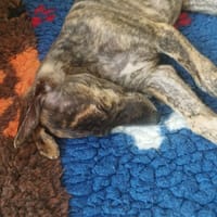 IGOR, chien à adopter