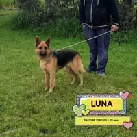 LUNA, cane femmina da adottare