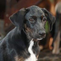 ALOE, chiot Berger Créole, femelle, chienne à adopter