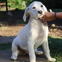 AUSTIN, chiot Croisé Labrador mâle, chien à adopter