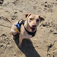 PHOENIX Croisée Labrador Femelle junior, chienne à adopter