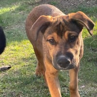 SAMOA, chiot Berger Créole mâle, chien à adopter
