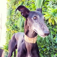 SVEIN, chien à adopter