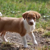 SANDY, chiot Berger Créole mâle, chien à adopter