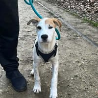 🐾 À L’ADOPTION – ASLO, craquant loulou à la tête de fripouille 🐾, chien à adopter