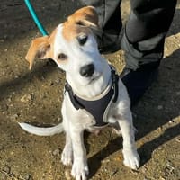 🐾 À L’ADOPTION – ASLO, craquant loulou à la tête de fripouille 🐾, chien à adopter