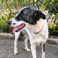 LUZ, chienne à adopter