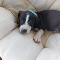 À L’ADOPTION , FIZZ ,  BERGER CREOLE MÂLE noir et blanc, chien à adopter