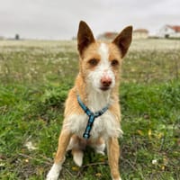 BAHIA, chienne à adopter