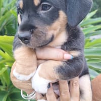 KATE PETIT COEUR TENDRE, chienne à adopter