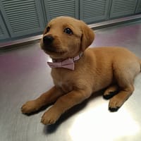 Veruka la bouille d'amour, chienne à adopter