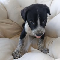 À L’ADOPTION, TUCS ,  BERGER CREOLE MÂLE ,  NOIR ET CENDRE, chien à adopter