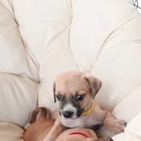 À L’ADOPTION, TURBO, BERGER CREOLE MÂLE, fauve à masque noir, chien à adopter