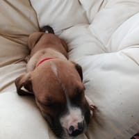 À L’ADOPTION, ZIPPY, BERGER CREOLE MÂLE, fauve et cendre, chien à adopter