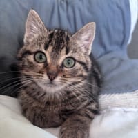 Abrasif, chatte à adopter