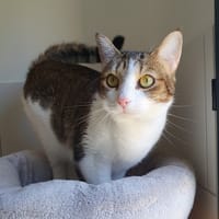 MELINA, chatte à adopter