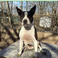 Arya II, chienne à adopter