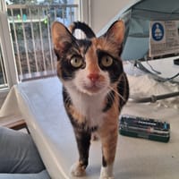 BRISTOL, chatte à adopter