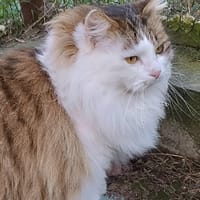 NOUNOURS, chat à adopter