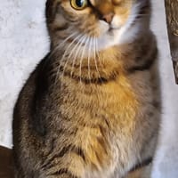 LILI, chatte à adopter