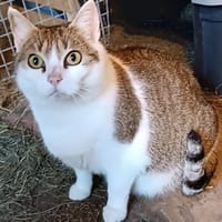 MISTY, chatte à adopter