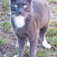 Titus, chat à adopter