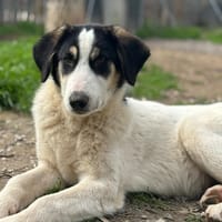 woo, chien à adopter