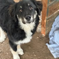 nero, chien à adopter