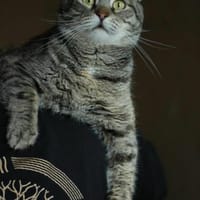 Ljalja, Katze zur Adoption