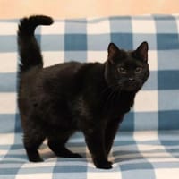 Kati, Katze zur Adoption