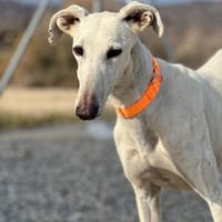 Delta, Hündin zur Adoption