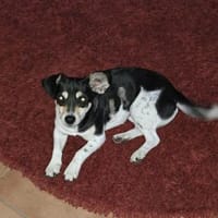 Minikleine fröhliche Chilli sucht dich!, Hündin zur Adoption