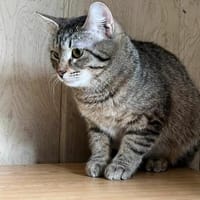 Fanny, Katze zur Adoption