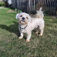 Cleverer Nemo sucht sein Zuhause, Hund zur Adoption