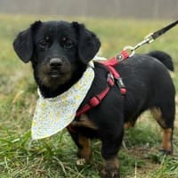 ❤ Skadi, Pflegefamilie Erkelenz, Hündin zur Adoption