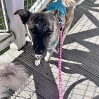 Gestromte Schönheit sucht ihr Glück, Hündin zur Adoption