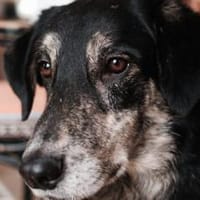 Casper wartet auf dich!, Hund zur Adoption