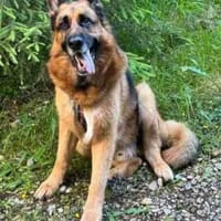 Maxl sucht dringend neues Zuhause, Hund zur Adoption