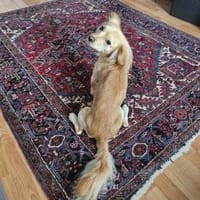 Kleiner MIO sucht ländliches Zuhause!, Hund zur Adoption