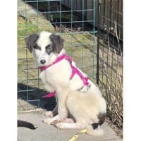 Abby - wartet in 96160 Geiselwind, Hündin zur Adoption