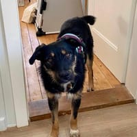 Brunella - kluge Junghündin, Hündin zur Adoption