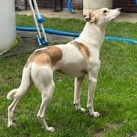 Winnie auf PS bei Mannheim sucht Dich ❤, Hündin zur Adoption