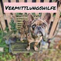 Vermittlungshilfe MR.BEAN 💙, Hund zur Adoption