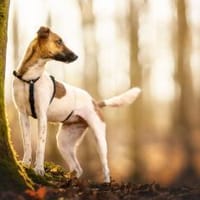 Naila steckt voller Lebensfreude, Hündin zur Adoption