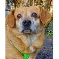 Angelina - wartet in 91058 Erlangen, Hündin zur Adoption