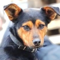 FLOCKY sucht Zuhause, Hund zur Adoption
