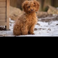 Pudel-Mix, Hund zur Adoption